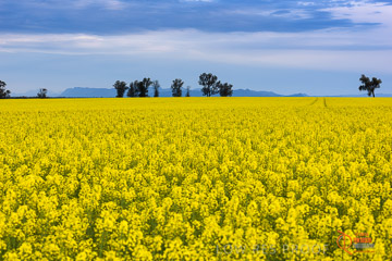 VITERRA 2013 / VITERRA_GLENVALE_FARMS_031_140908