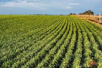 VITERRA 2013 / VITERRA_GLENVALE_FARMS_043_140908