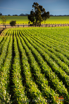 VITERRA 2013 / VITERRA_GLENVALE_FARMS_047_140908