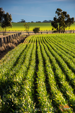 VITERRA 2013 / VITERRA_GLENVALE_FARMS_048_140908