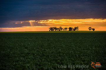 VITERRA 2013 / VITERRA_GLENVALE_FARMS_050_140908