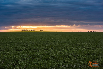 VITERRA 2013 / VITERRA_GLENVALE_FARMS_051_140908