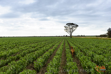 VITERRA 2013 / VITERRA_GLENVALE_FARMS_099_140909