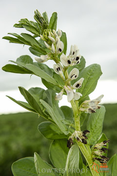 VITERRA 2013 / VITERRA_GLENVALE_FARMS_136_140909