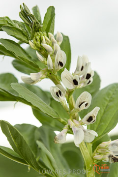 VITERRA 2013 / VITERRA_GLENVALE_FARMS_137_140909