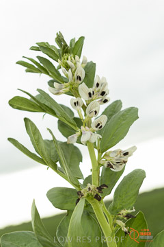 VITERRA 2013 / VITERRA_GLENVALE_FARMS_146_140909