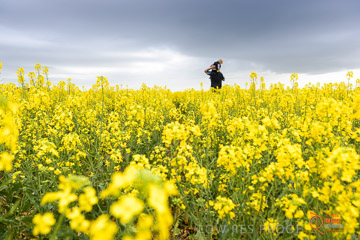 VITERRA 2013 / VITERRA_GLENVALE_FARMS_168_140909