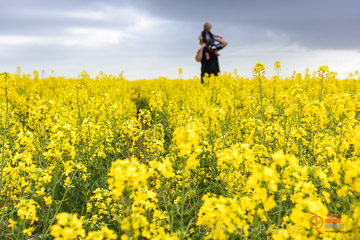 VITERRA 2013 / VITERRA_GLENVALE_FARMS_169_140909