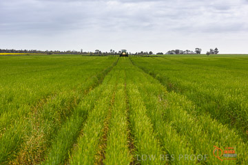 VITERRA 2013 / VITERRA_GLENVALE_FARMS_204_140909