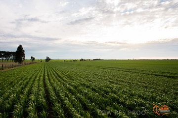 VITERRA 2013 / VITERRA_GLENVALE_FARMS_249_140908