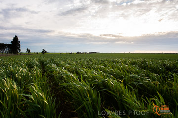 VITERRA 2013 / VITERRA_GLENVALE_FARMS_251_140908