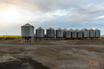 VITERRA 2013 / VITERRA_GLENVALE_FARMS_257_140909