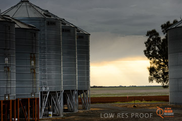 VITERRA 2013 / VITERRA_GLENVALE_FARMS_261_140909