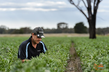 VITERRA 2013 / VITERRA_GLENVALE_FARMS_268_140909