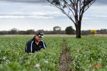 VITERRA 2013 / VITERRA_GLENVALE_FARMS_269_140909