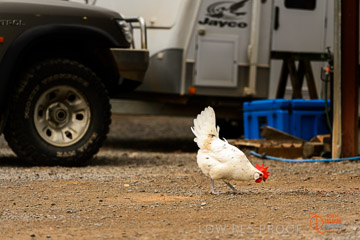 VITERRA 2013 / VITERRA_GLENVALE_FARMS_277_140909