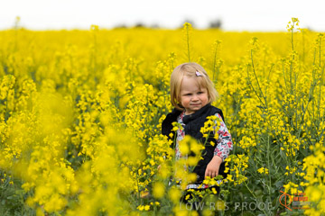 VITERRA 2013 / VITERRA_GLENVALE_FARMS_290_140909