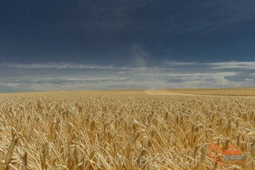 VITERRA 2013 / HARVESTING_DANIELS_002_141121
