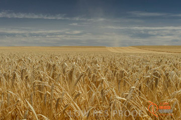 VITERRA 2013 / HARVESTING_DANIELS_003_141121
