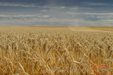 VITERRA 2013 / HARVESTING_DANIELS_005_141121