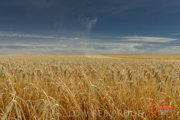 VITERRA 2013 / HARVESTING_DANIELS_009_141121