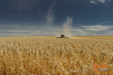 VITERRA 2013 / HARVESTING_DANIELS_010_141121