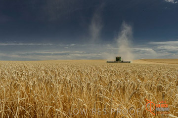 VITERRA 2013 / HARVESTING_DANIELS_011_141121