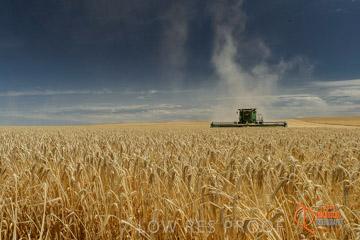 VITERRA 2013 / HARVESTING_DANIELS_016_141121