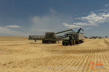 VITERRA 2013 / HARVESTING_DANIELS_019_141121
