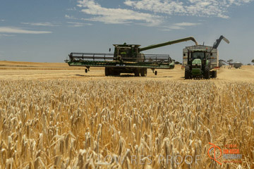 VITERRA 2013 / HARVESTING_DANIELS_021_141121