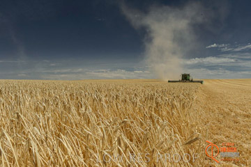 VITERRA 2013 / HARVESTING_DANIELS_023_141121