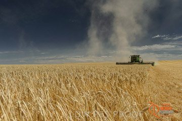 VITERRA 2013 / HARVESTING_DANIELS_026_141121