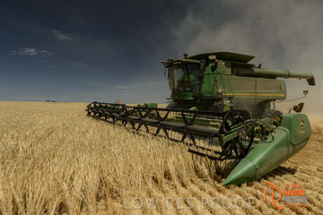 VITERRA 2013 / HARVESTING_DANIELS_031_141121