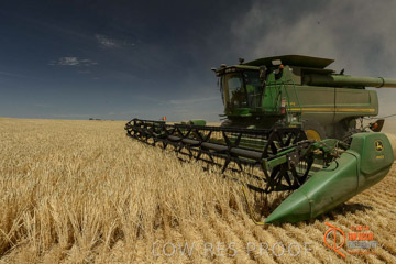 VITERRA 2013 / HARVESTING_DANIELS_032_141121