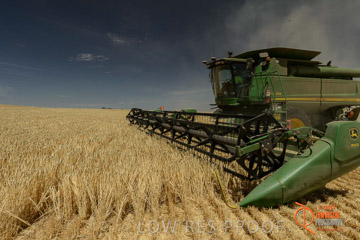VITERRA 2013 / HARVESTING_DANIELS_033_141121