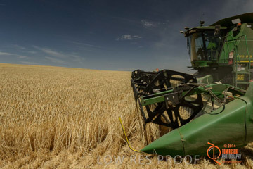 VITERRA 2013 / HARVESTING_DANIELS_035_141121