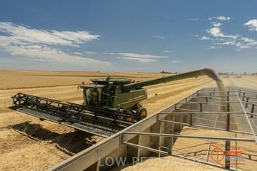 VITERRA 2013 / HARVESTING_DANIELS_049_141121