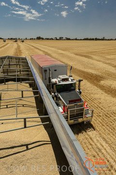 VITERRA 2013 / HARVESTING_DANIELS_053_141121