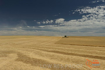 VITERRA 2013 / HARVESTING_DANIELS_056_141121