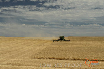VITERRA 2013 / HARVESTING_DANIELS_058_141121