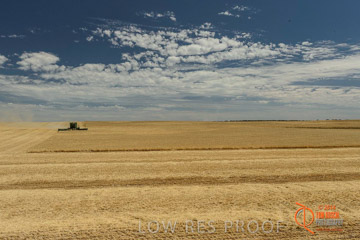 VITERRA 2013 / HARVESTING_DANIELS_059_141121