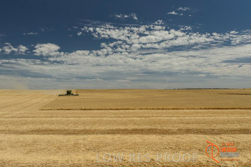 VITERRA 2013 / HARVESTING_DANIELS_060_141121