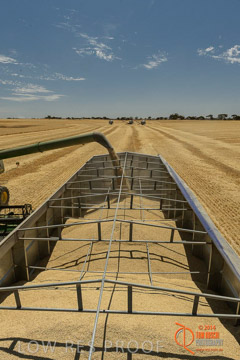 VITERRA 2013 / HARVESTING_DANIELS_065_141121