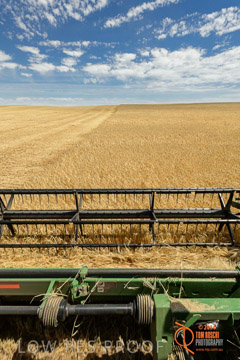 VITERRA 2013 / HARVESTING_DANIELS_080_141121