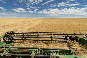 VITERRA 2013 / HARVESTING_DANIELS_081_141121