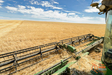 VITERRA 2013 / HARVESTING_DANIELS_083_141121