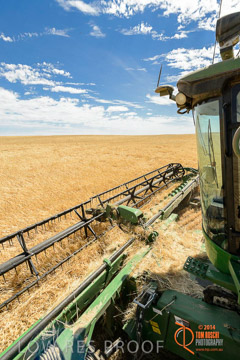 VITERRA 2013 / HARVESTING_DANIELS_084_141121