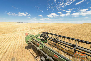 VITERRA 2013 / HARVESTING_DANIELS_087_141121