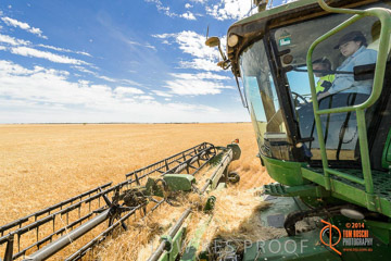 VITERRA 2013 / HARVESTING_DANIELS_090_141121