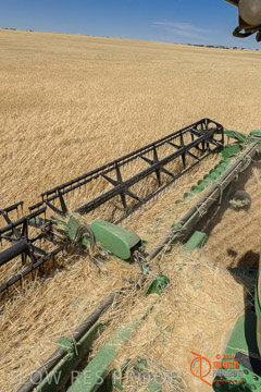 VITERRA 2013 / HARVESTING_DANIELS_098_141121